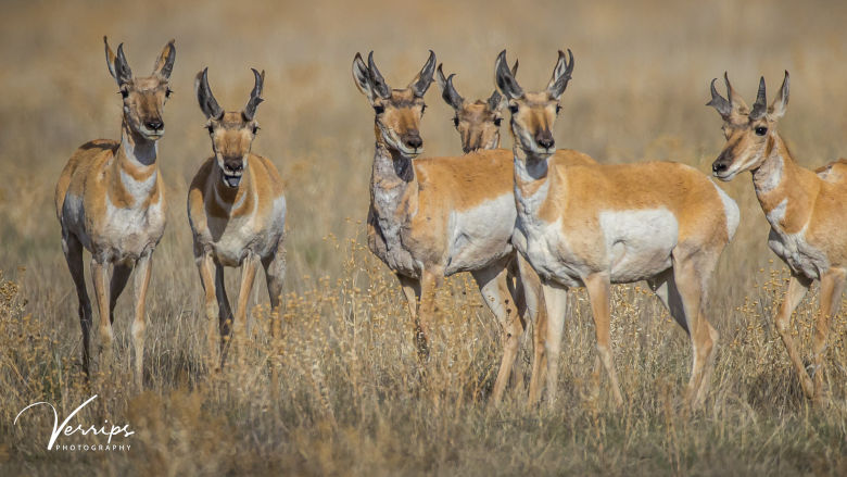 Guided Pronghorn Hunts